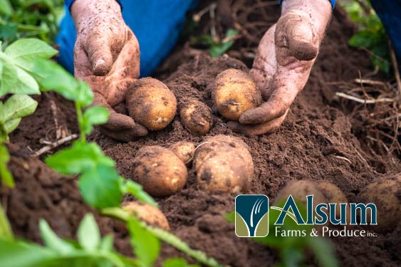 loveitlocal-thumbnail-love-it-local-alsum-farms-produce.jpg